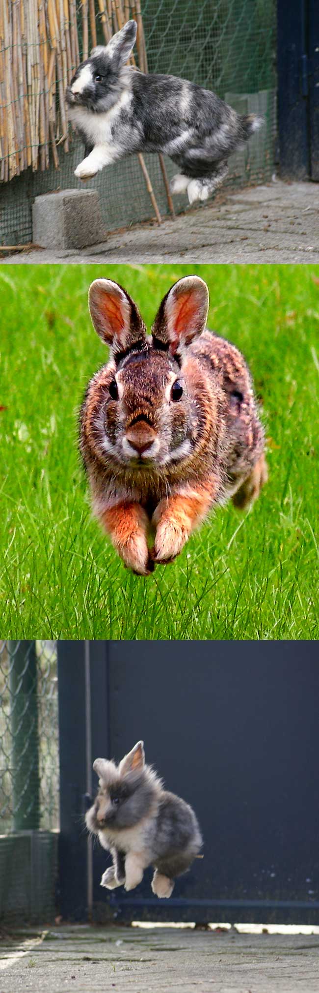 Fakta: Kaniner kan hoppe 3 meter i længden og knap 1 meter i højden