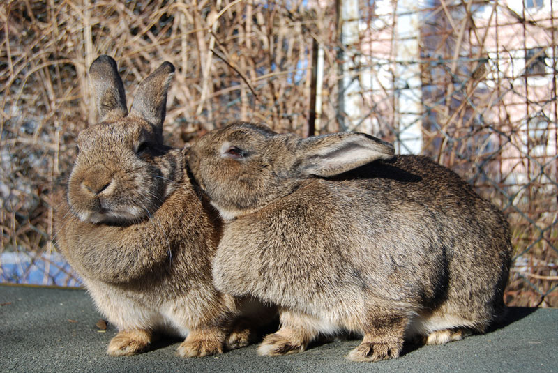 Fakta: Kaniner er sociale dyr, der tager sig af hinanden og lever sammen i grupper.