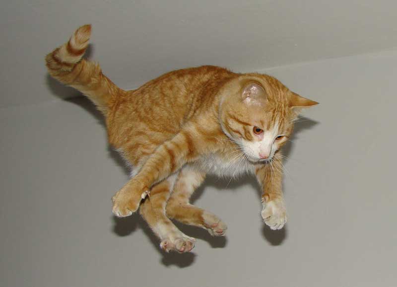 Fakta: Katte kan overleve fald fra meget store højder.