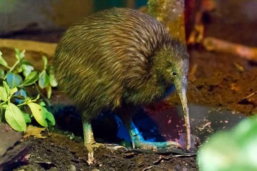 Fact: The Kiwi bird uses its sense of smell to find food because it is blind