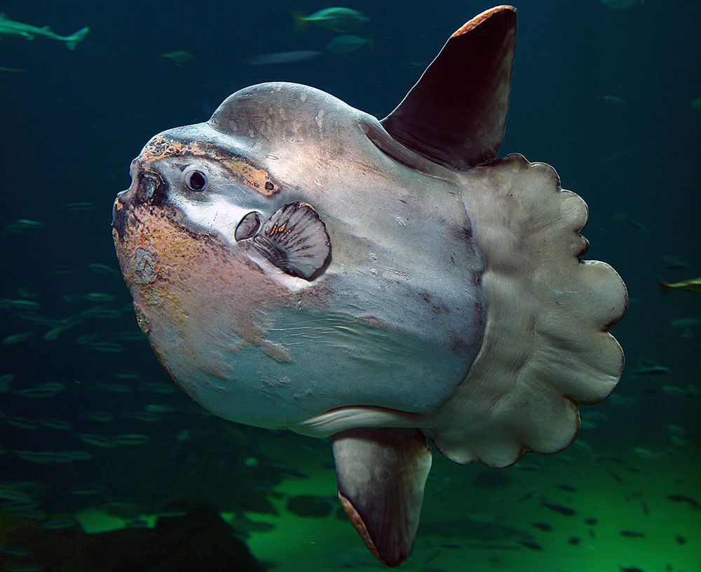 Fact: Sunfish can spawn up to 300,000,000 eggs in one season