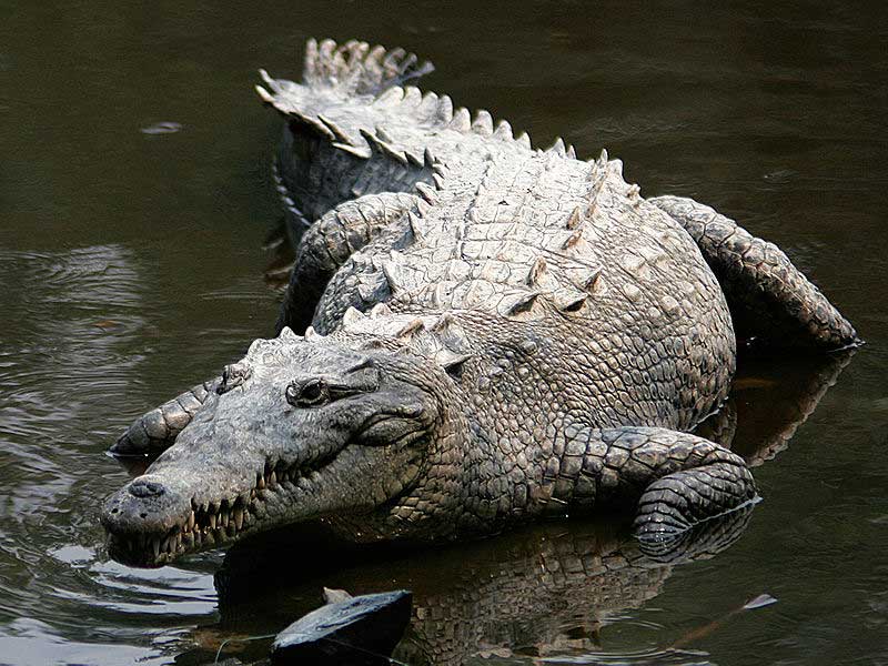 Fakta: Krokodiller har eksisteret på Jorden i mere end 240 millioner år.