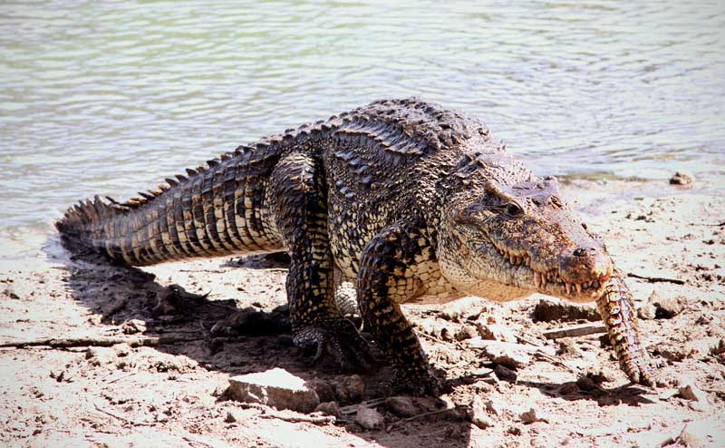 Fact: Crocodiles can "high walk"