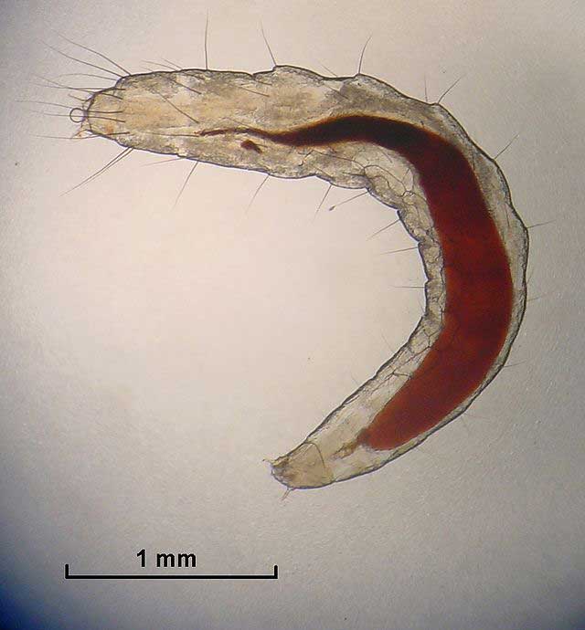 Fact: Flea larvae develop into the pupal stage if there is enough food