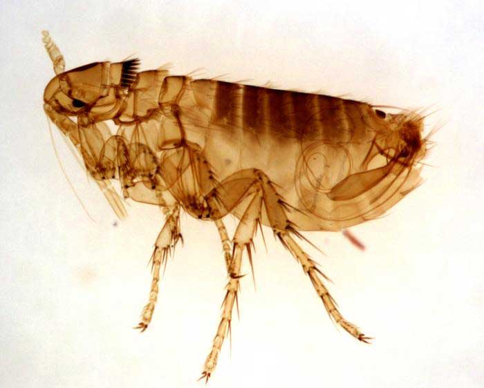 Fact: Fleas use their hind legs to jump