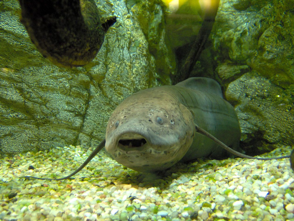 Fact: African lungfish can live up to 2 years on land