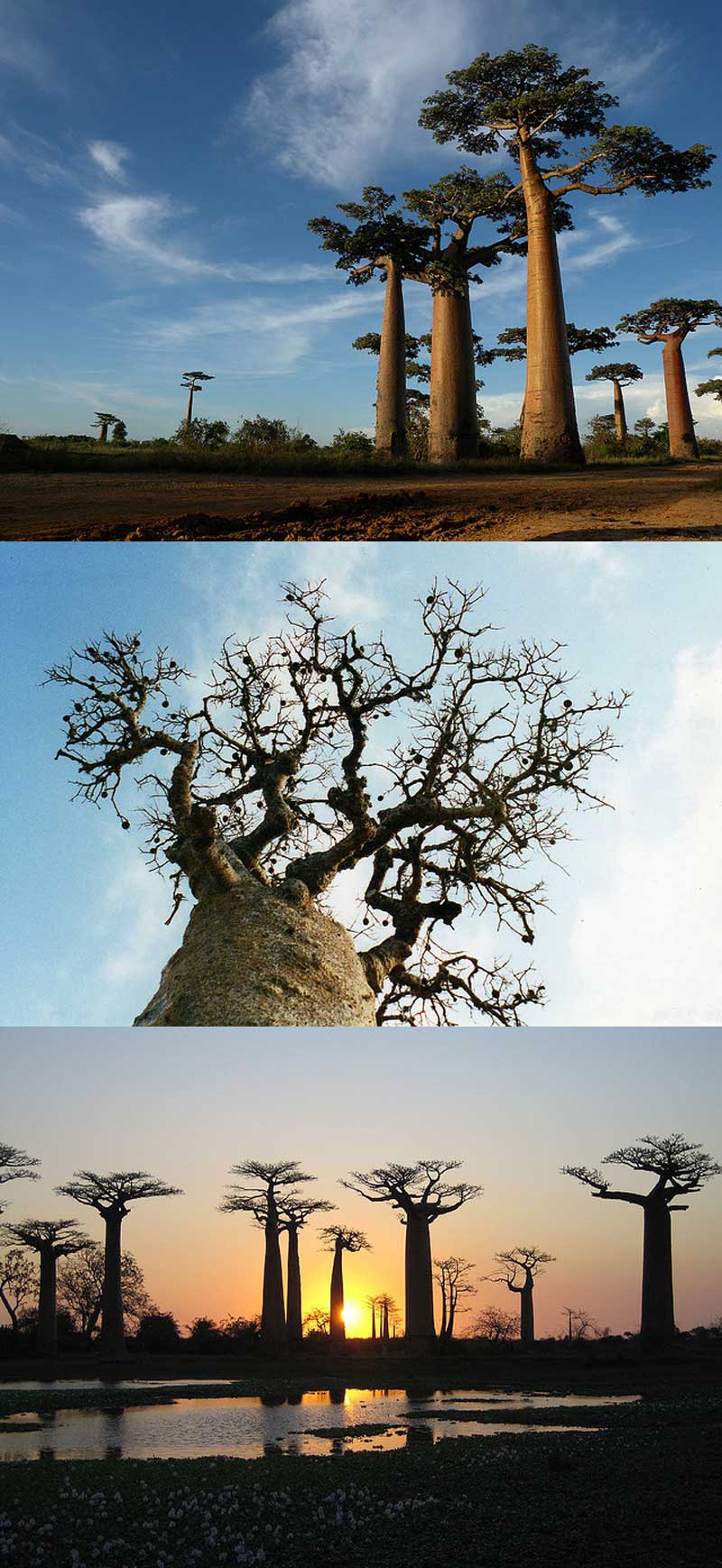 Fakta: Det finns sex arter av baobabträd på Madagaskar