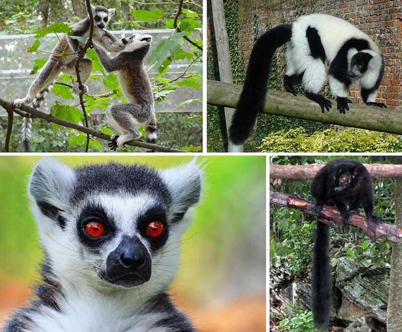 Fakta: Lemurer är några av de mest unika djuren på Madagaskar