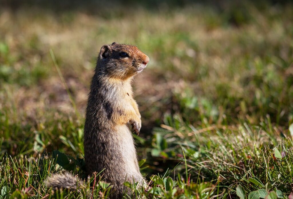 Hauskoja faktoja marmoteista