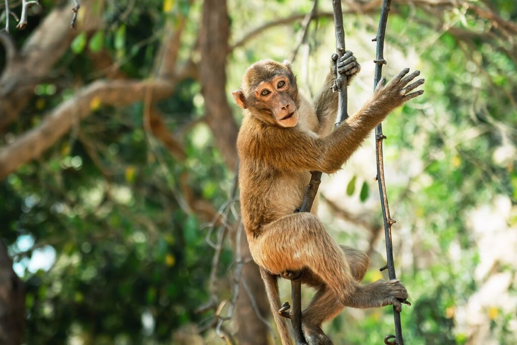 Facts about monkeys