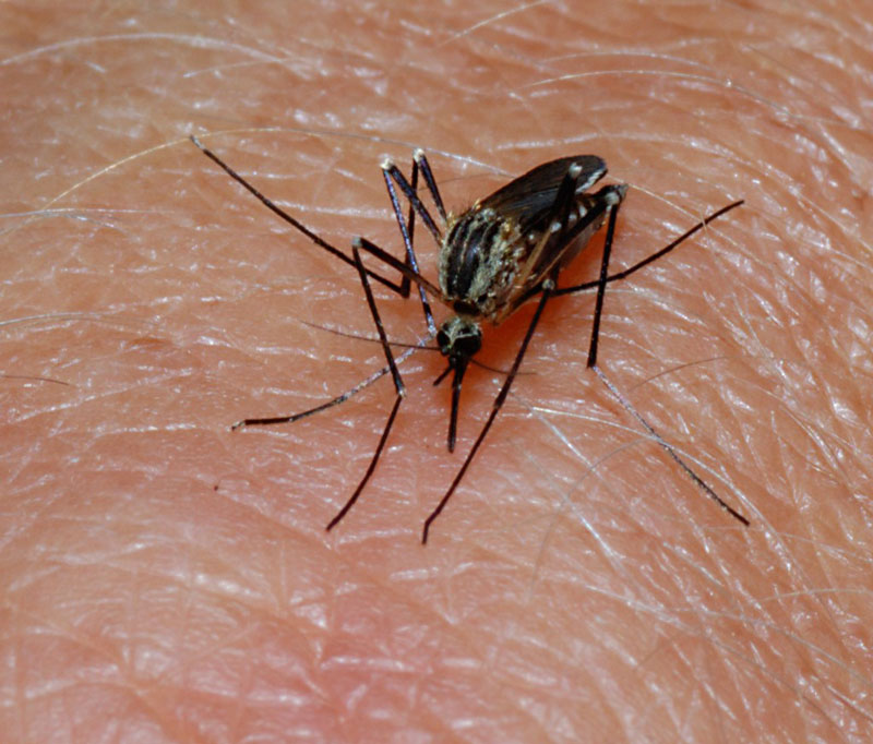 Fakta: Myggor väljer sina offer baserat på en mängd olika faktorer