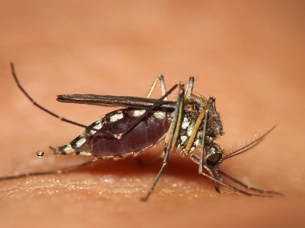 Fakta: Ökad benägenhet för myggbett kan bero på många olika orsaker