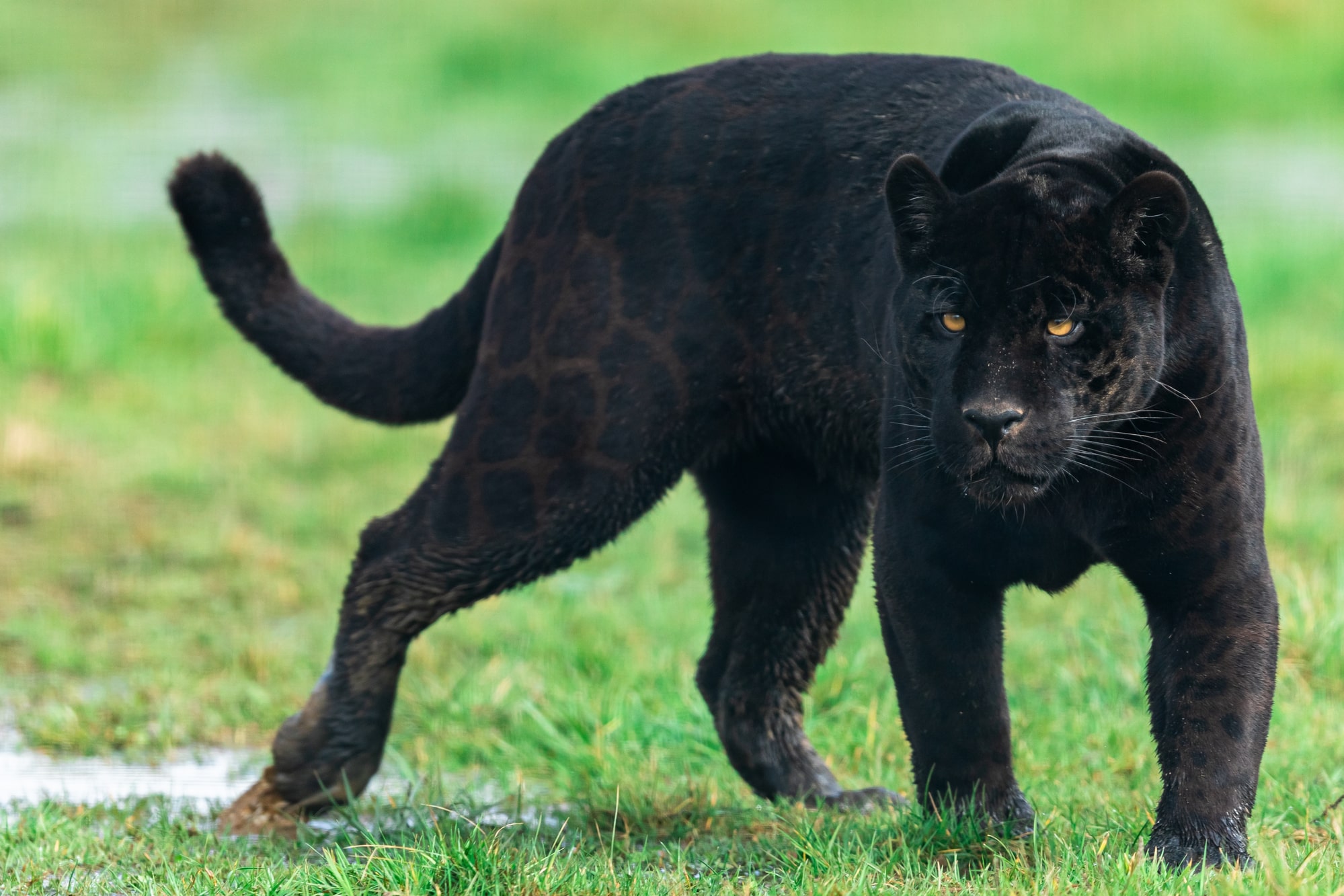 Fact: The black panther is not a seperate species