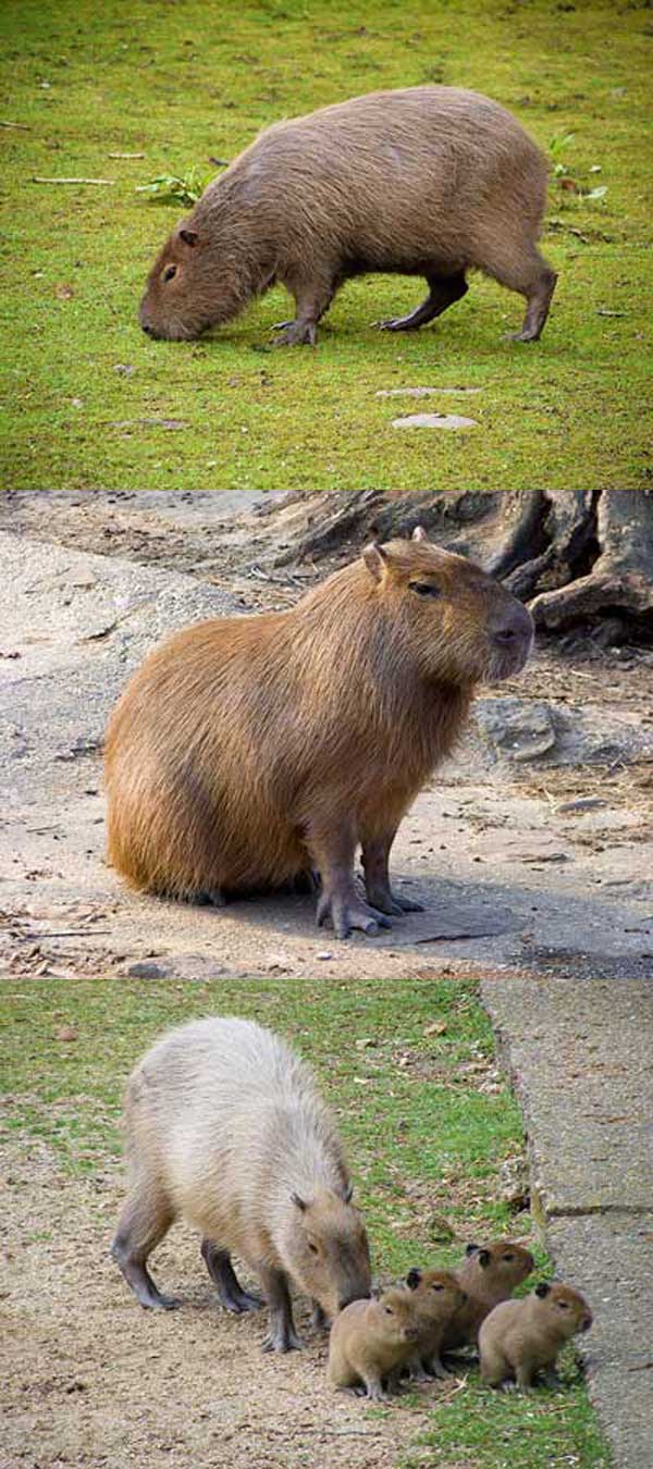 Fakta: Paraguay er et af de sydamerikanske lande, hvor verdens største gnaver - capybaraen - lever.