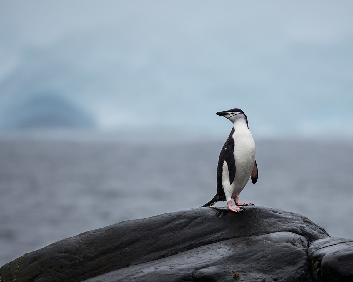 Fakta: Pingviners kroppe har udviklet sig, så de passer til deres unikke levesteder.