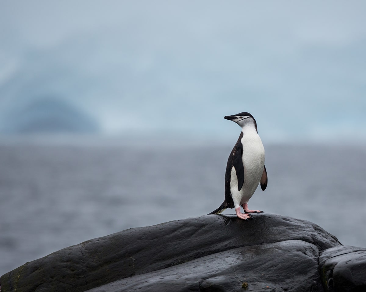 Fact: the bodies of penguins have evolved to suit their unique habitats