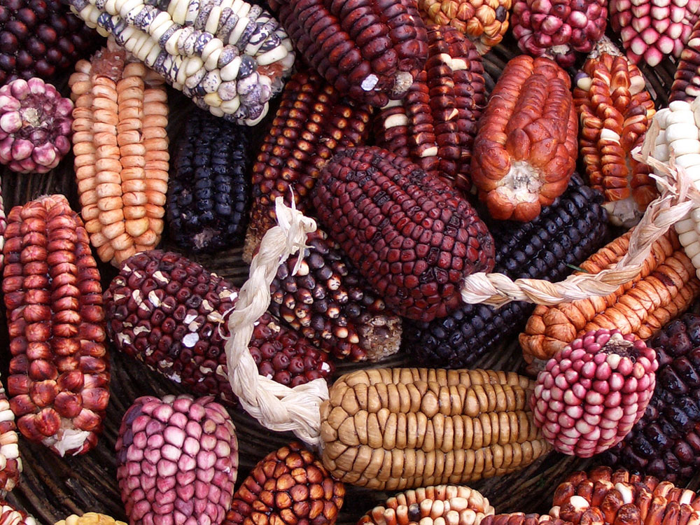 Fakta: Peru har en lang tradisjon for maisproduksjon.