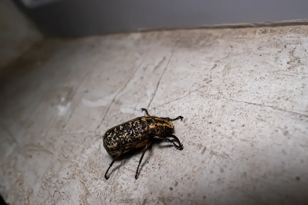 Household pests can be controlled in different ways