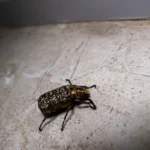 Household pests can be controlled in different ways