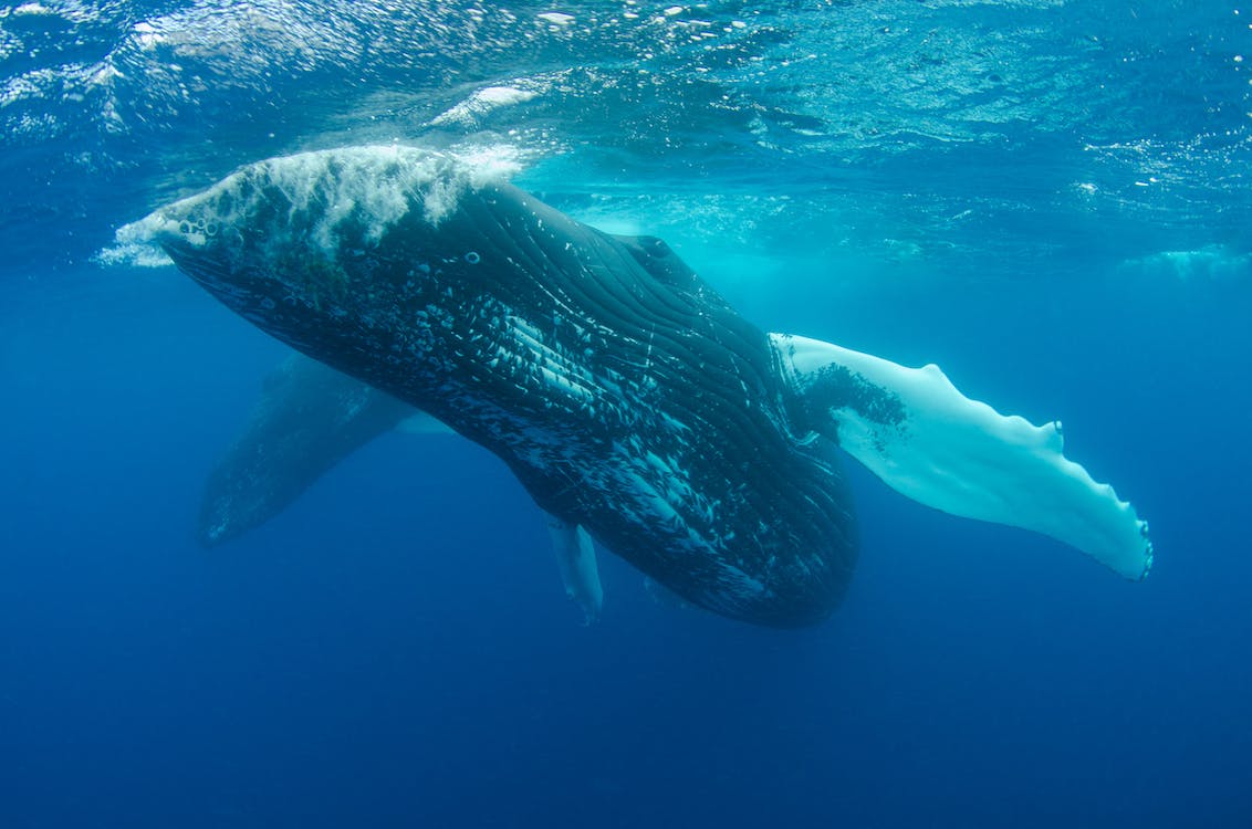 Facts about blue whales