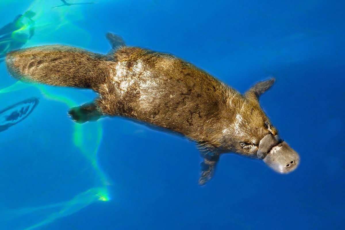 Platypus is a very special animal in various ways