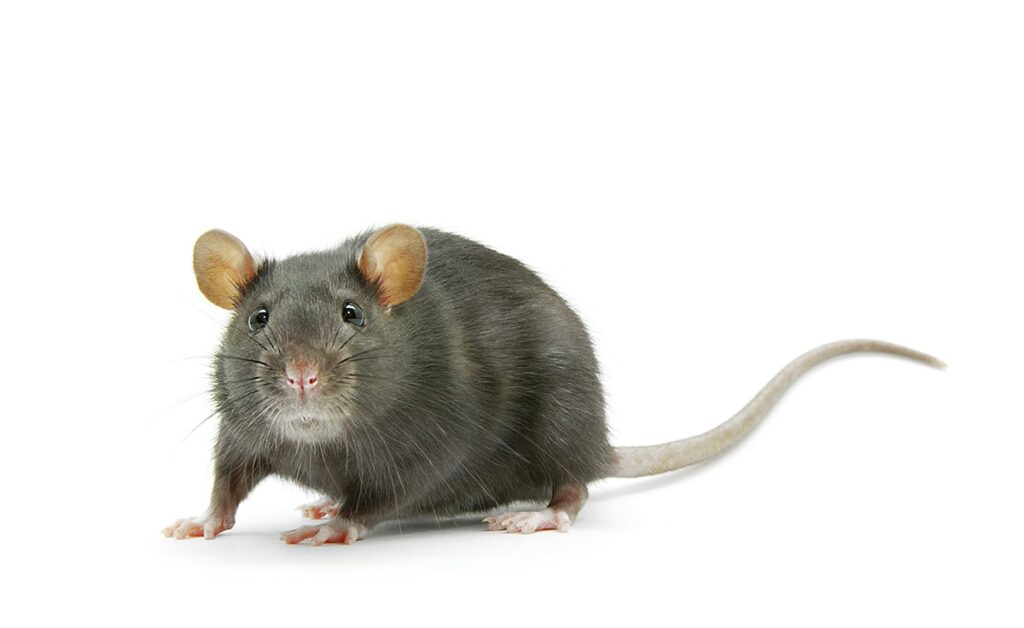 Fakta om rotter