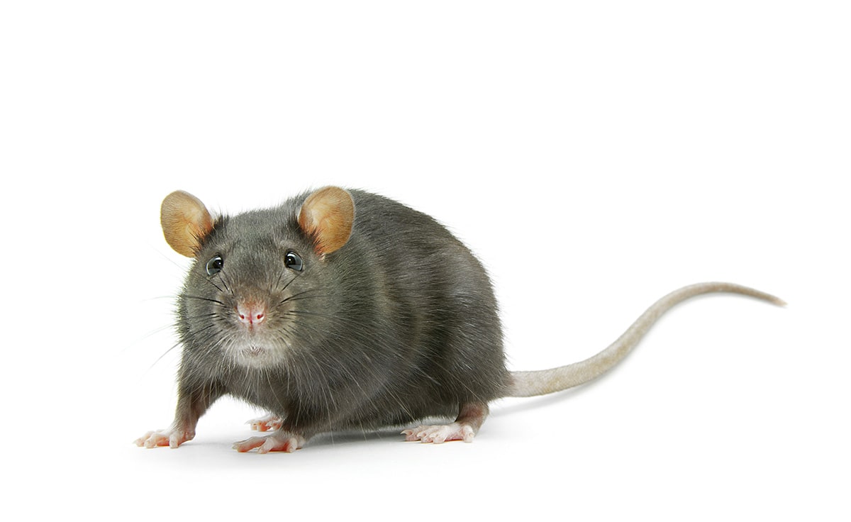 Fakta om råttor