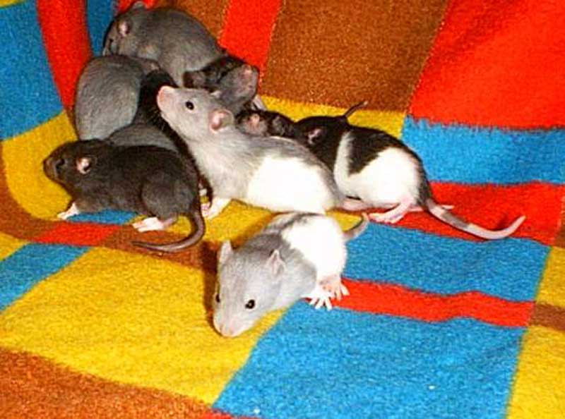 Rotter er meget sociale dyr