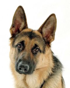 Fact: German Shepherds are fearless and watchful, among other things