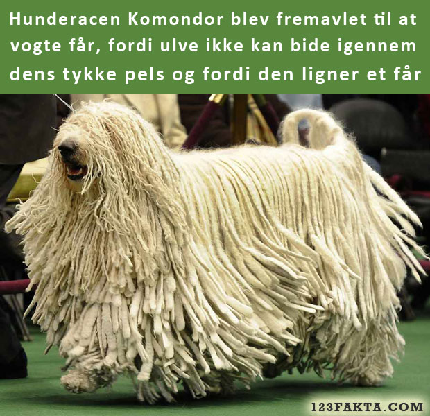 Komondor er en hunderace, der er fremavlet til fåreavl, bl.a. fordi den ligner et får