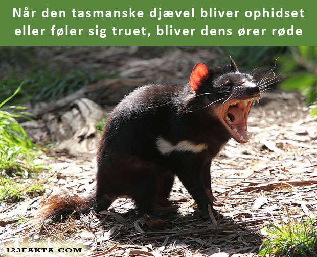 Tasmanske djævle får røde ører, når de føler sig truede