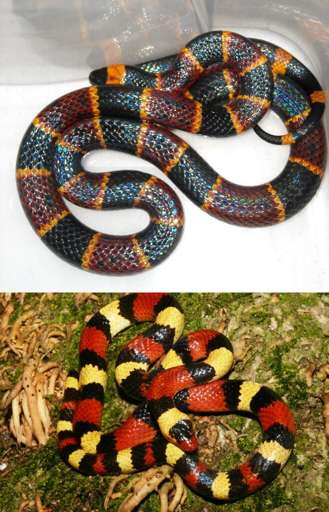 Fact: There is a mnemonic to tell the difference between coral snakes and scarlet kingsnakes