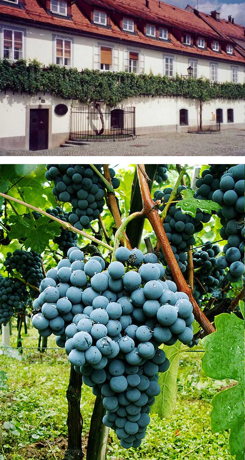 Fact: Žametovka is both a vine and a grape variety in Slovenia