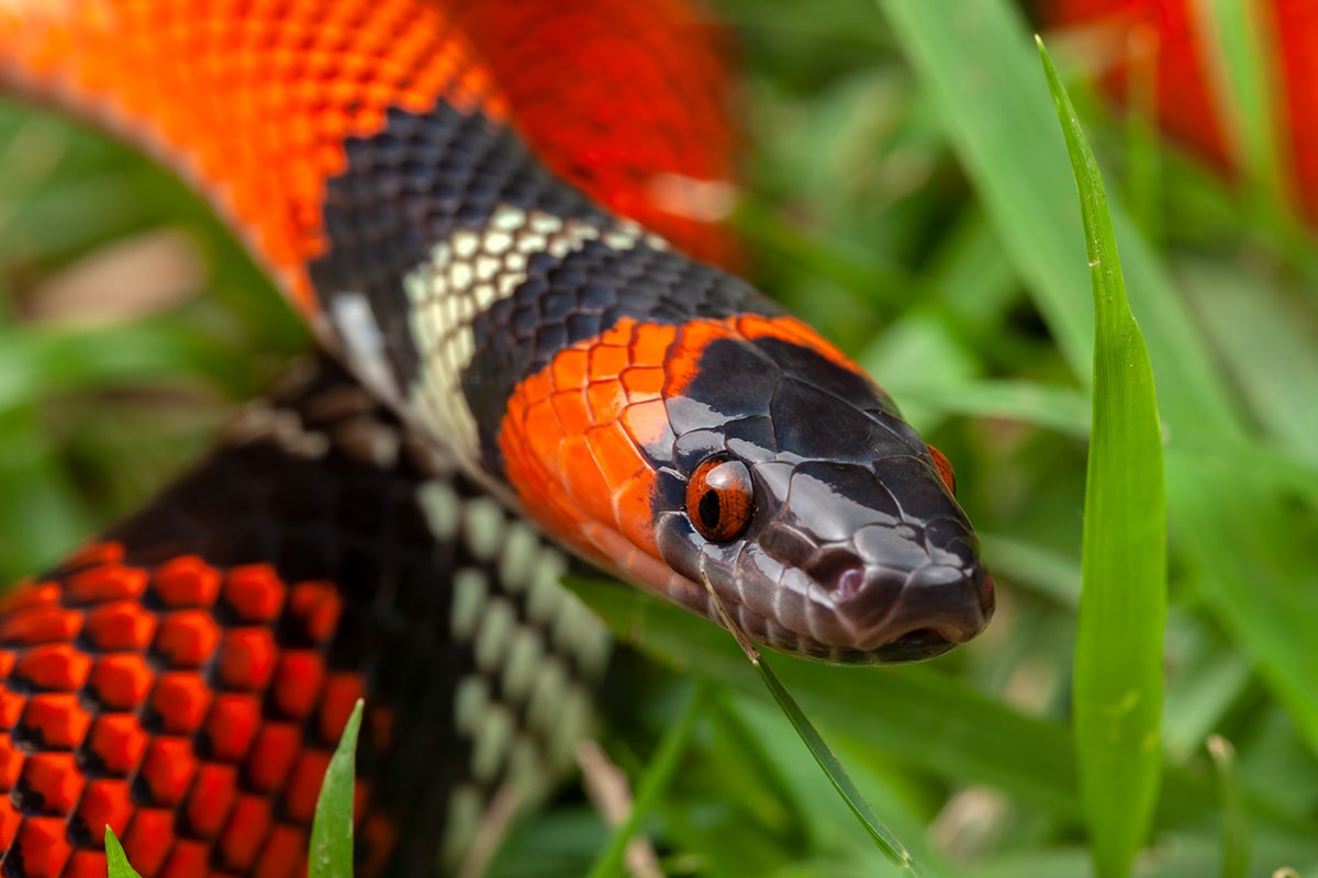 Fakten über Schlangen