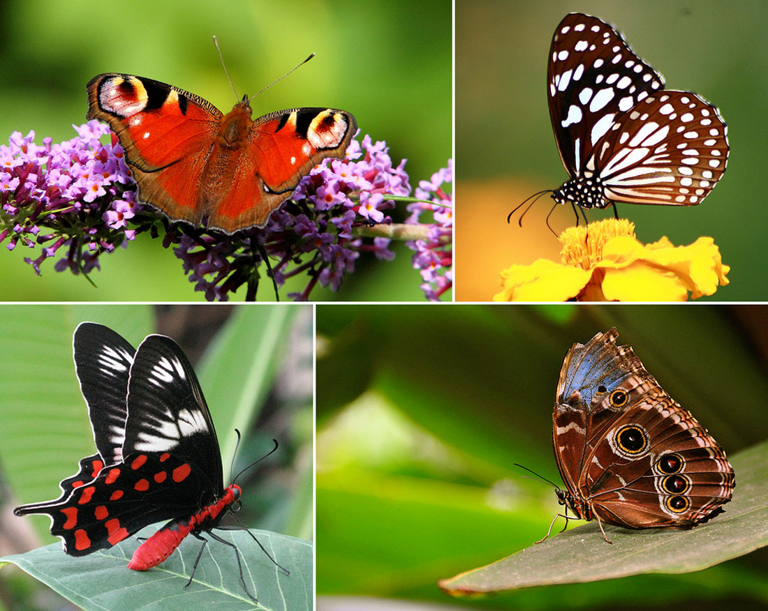 Fakta: Fjärilarnas färgglada mönster är till för att varna rovdjur