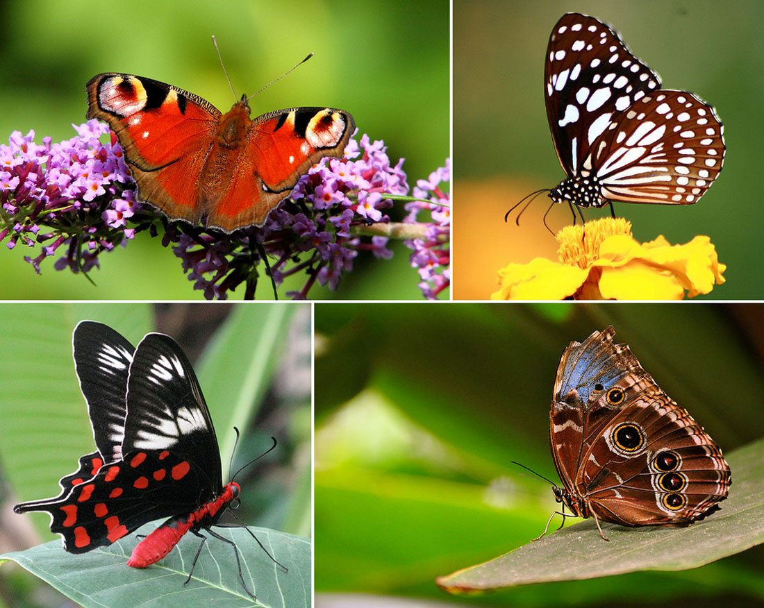 Fact: The colorful patterns of butterflies are there to warn predators