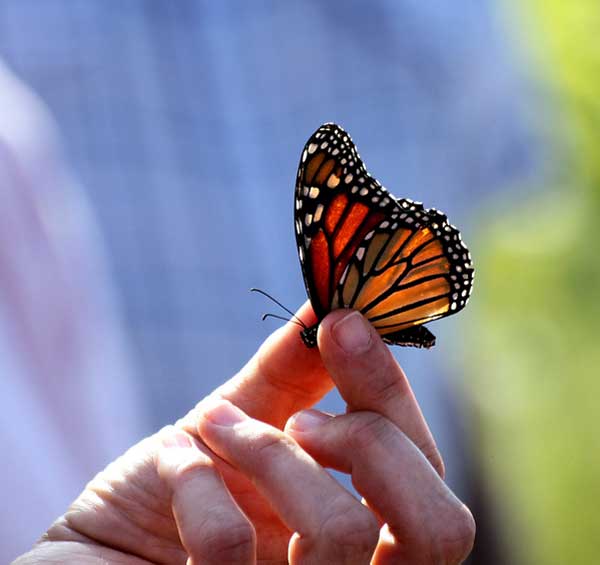 Fact: Butterflies don't die because you touch their wings