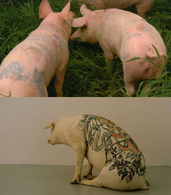 Fact: Artist Wim Delvoye was the first to tattoo pigs
