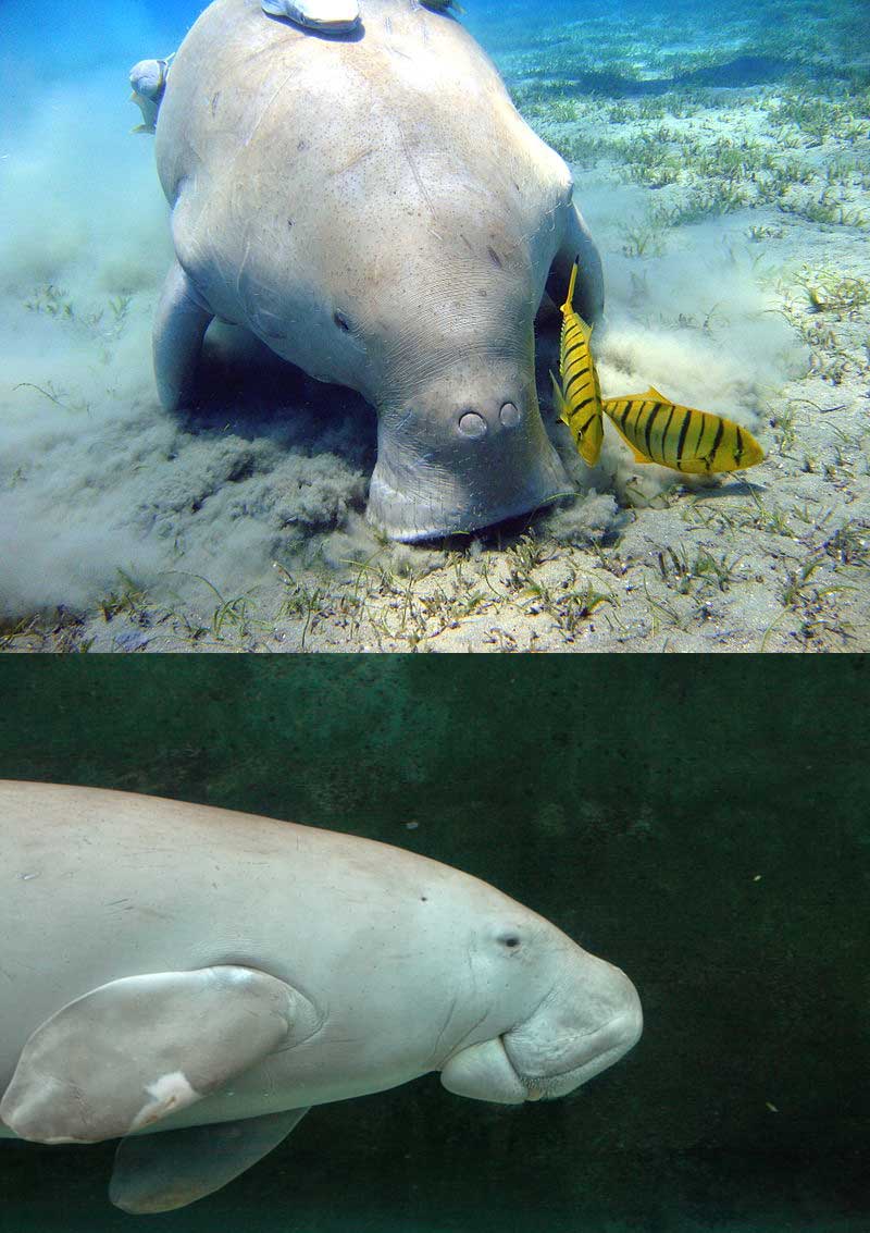 Fact: The Dygong is a large manatee that lives off the coast of Tanzania