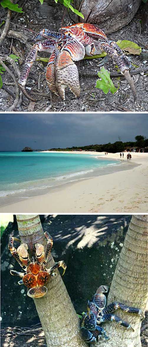 The palm thief is a large hermit crab that lives on the Tanzanian island of Zanzibar