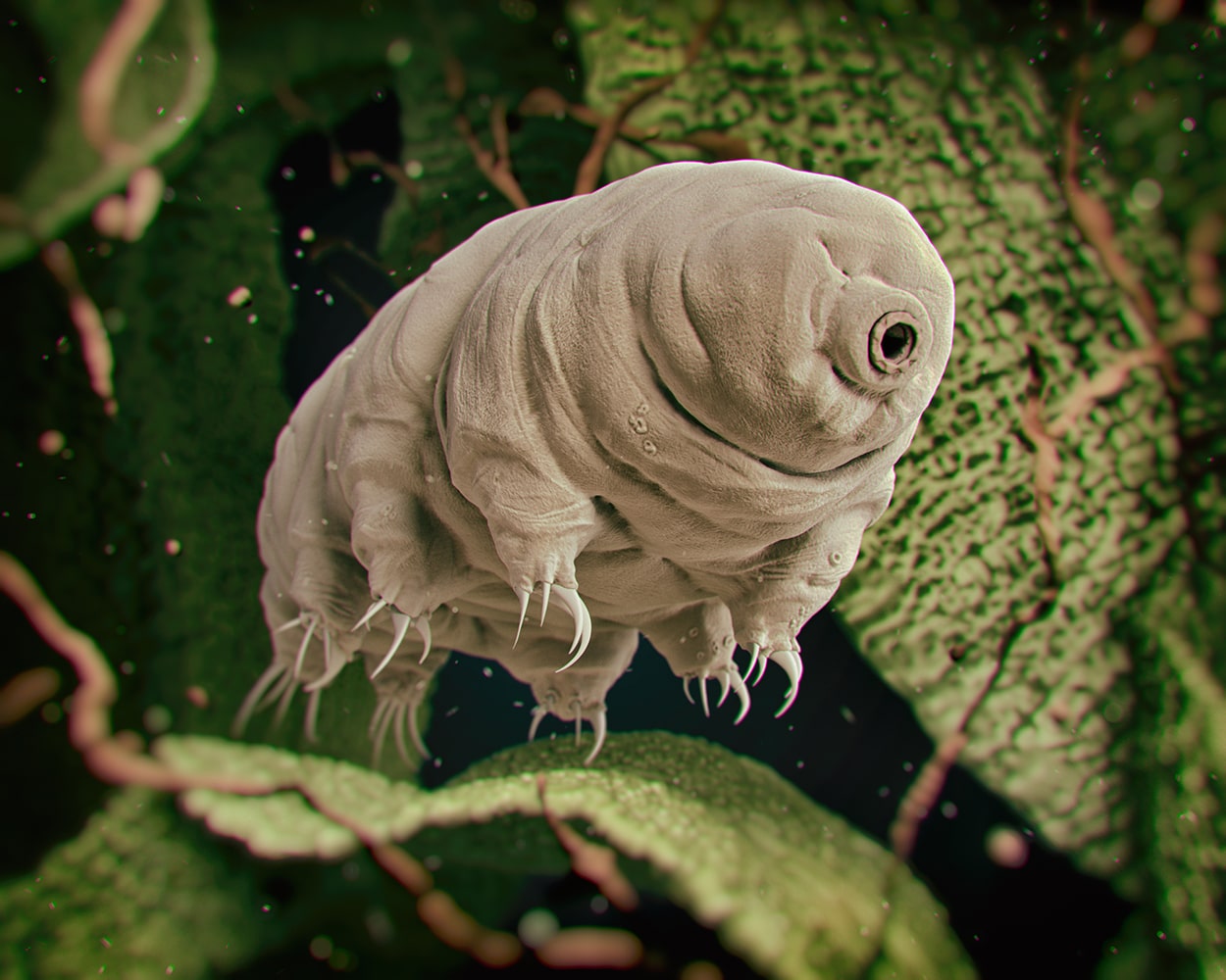 It is a fact that tardigrades are the most hardy animals in the world