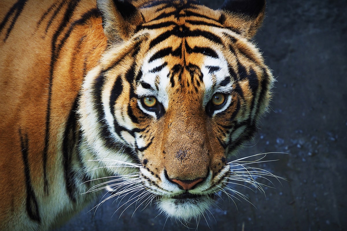 Facts about tigers