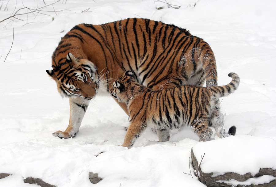Tatsache: Tigerjunge bleiben 2-3 Jahre lang bei ihrer Mutter.