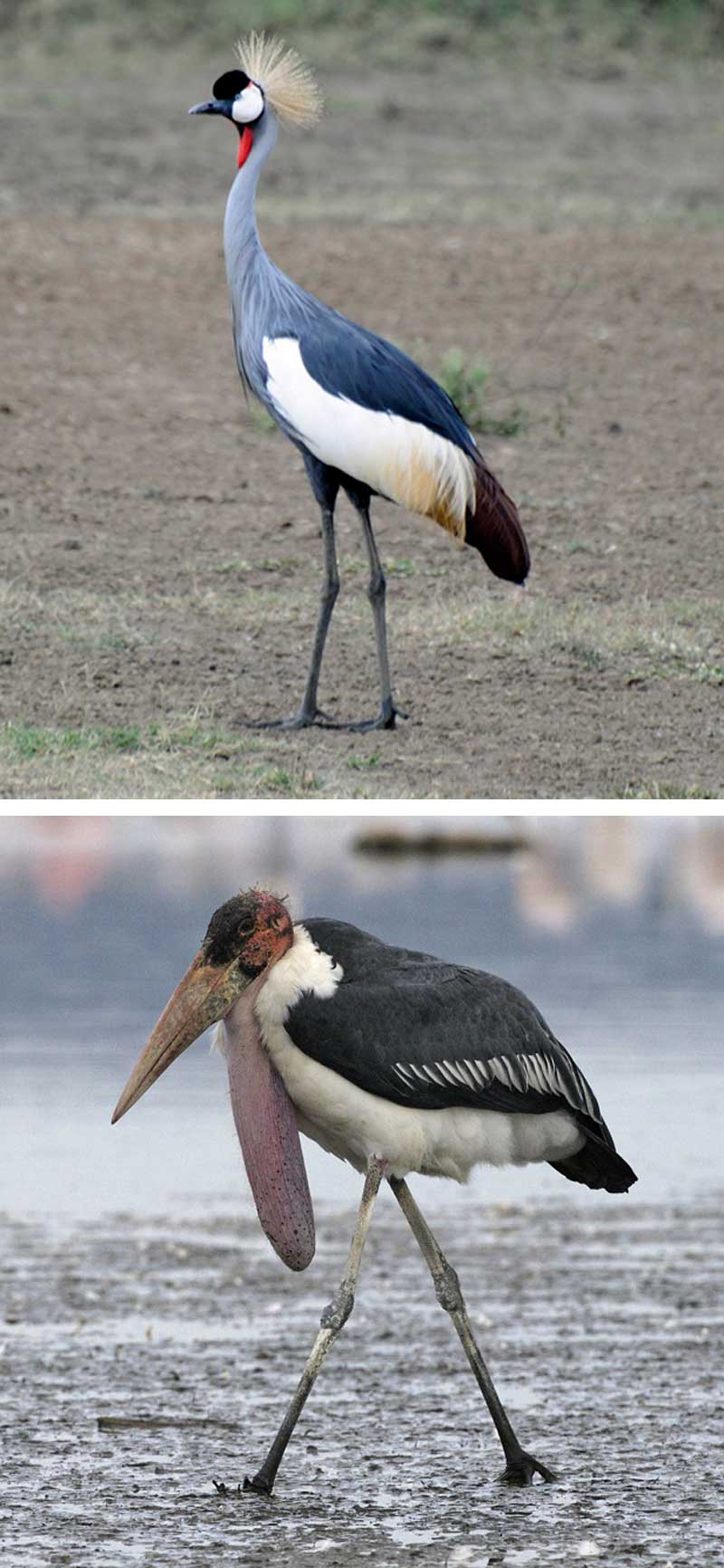 Fakta: Den grå trane er Ugandas nationalfugl. Maraboustorken er den mest almindelige fugl i landet.