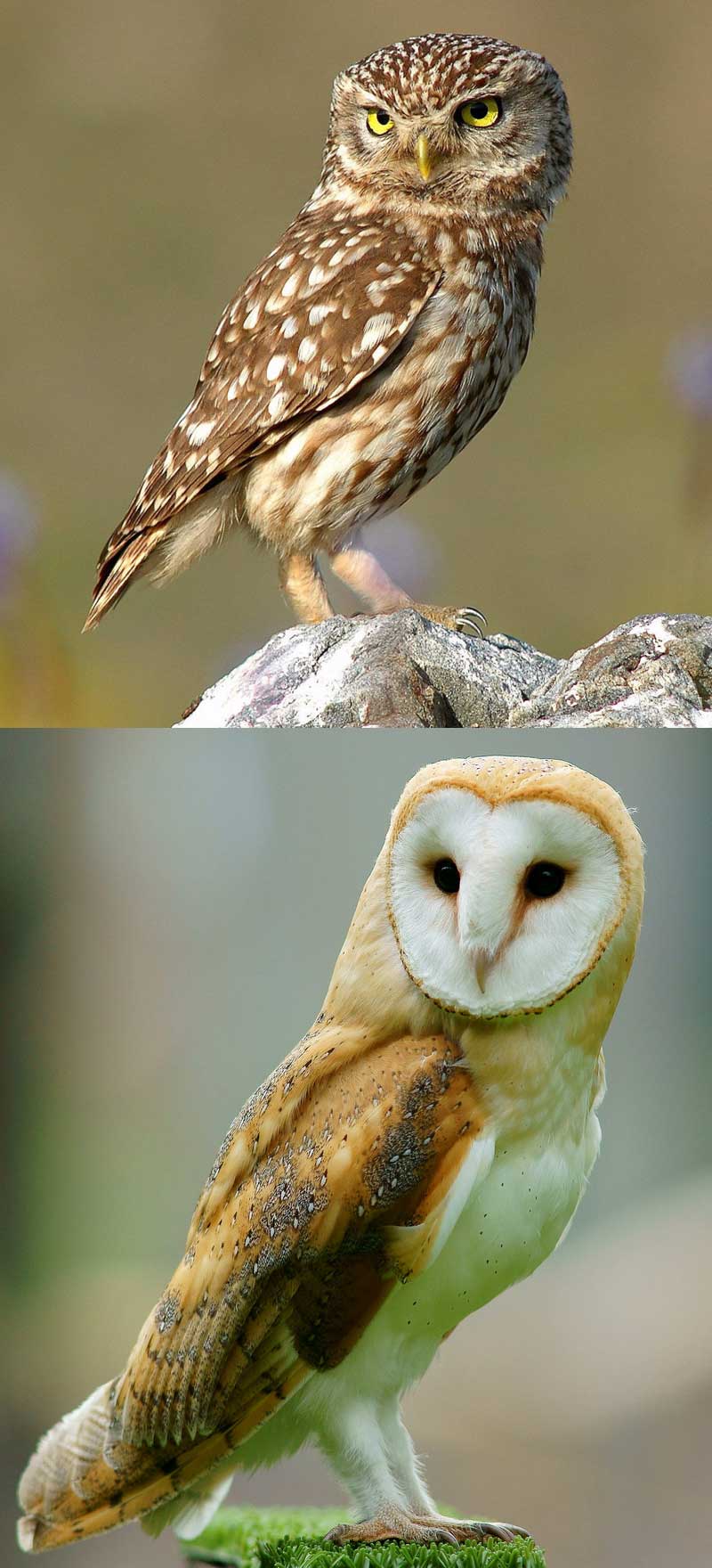 Fact: There are 2 owl families and 200 owl species in the world