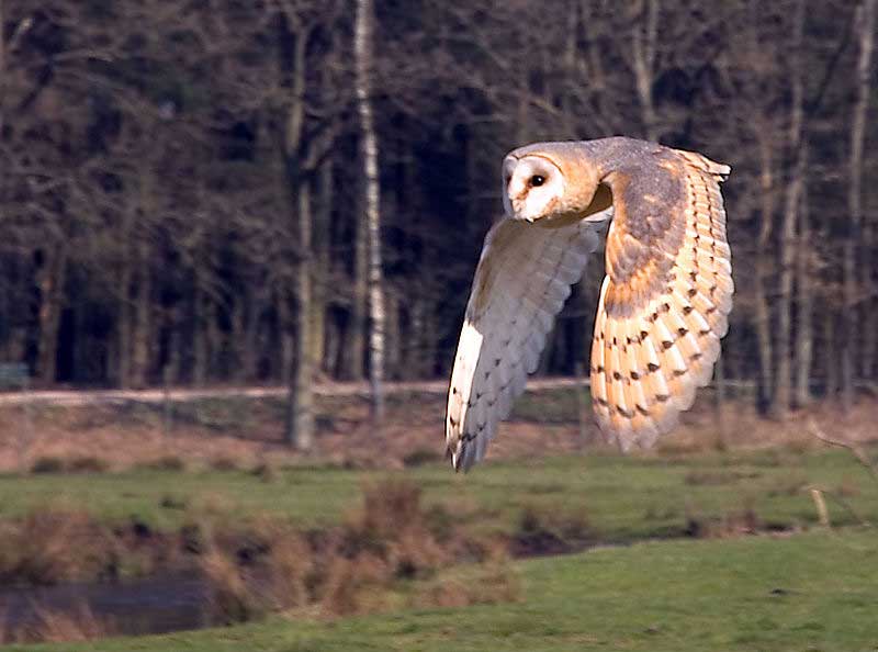 Fact: Owls are silent hunters