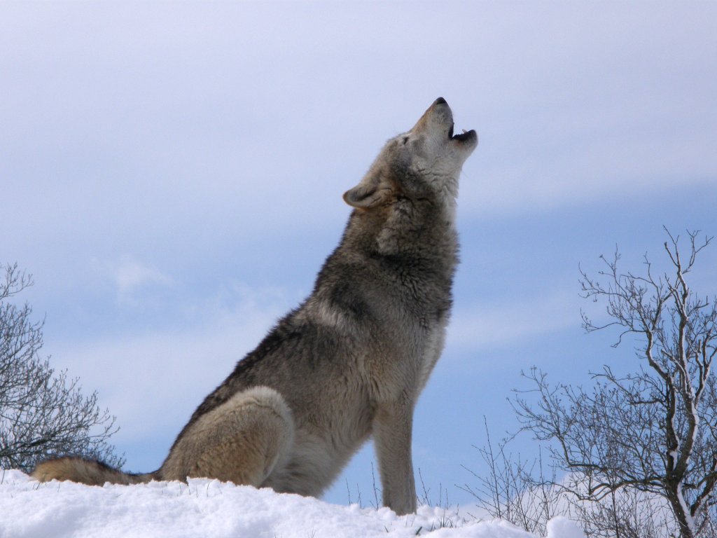 Fact: Wolves howl for several reasons
