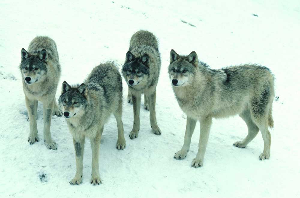 Fact: Wolf packs can consist of 2 - 30 members or more