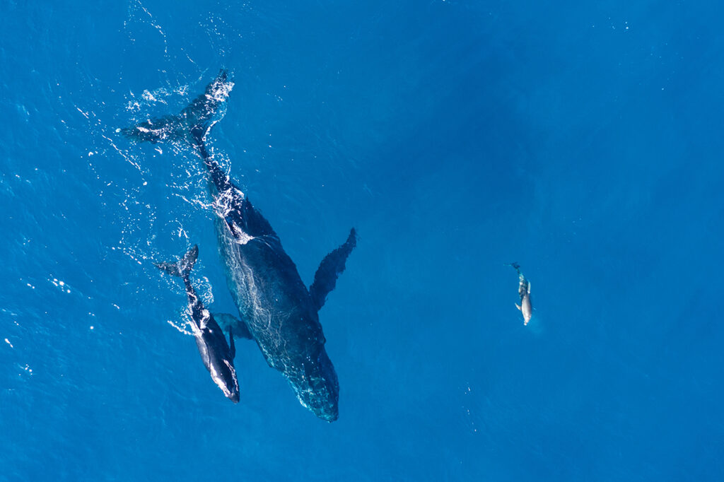 Datos sobre las ballenas