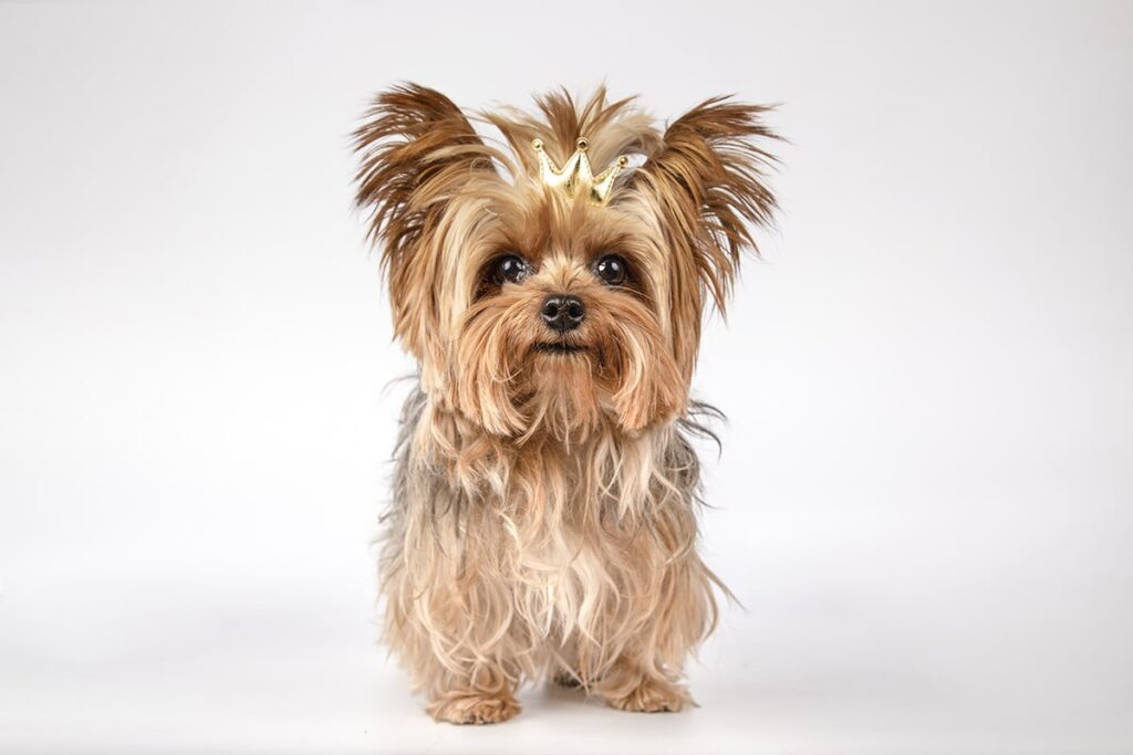 Roliga fakta om yorkshire terrier